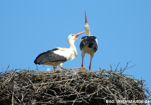 Bild: Storchennest